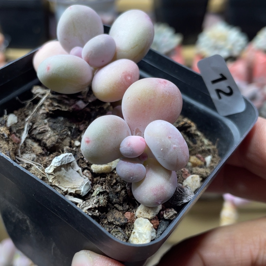 二代西瓜奶酪多肉植物