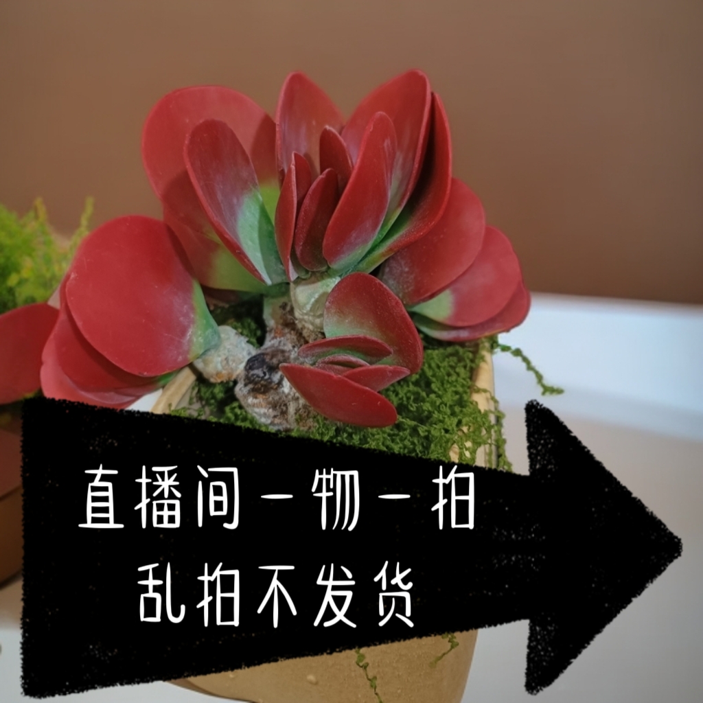   粘土仿真多肉 手工制作  默认瑕疵  一经出售 不退        不换