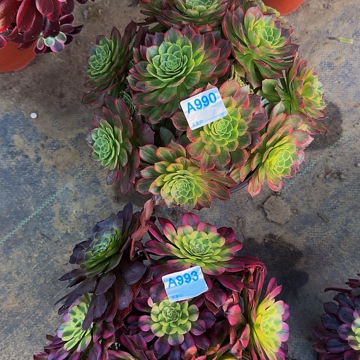 ?**天990.993万黄加美姬多肉法师