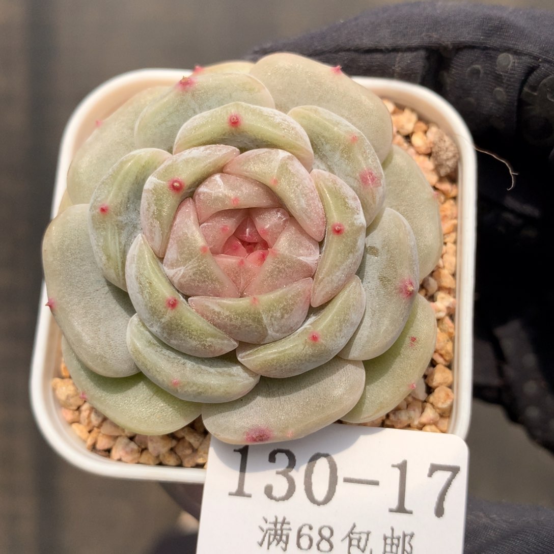 17。彩色恋人。5cm。