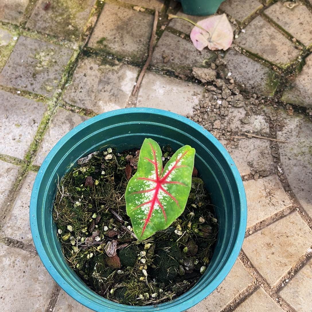 Y***g完全开放一物一拍8146