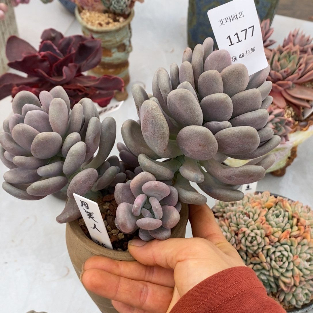 月美人群生多肉多肉1177