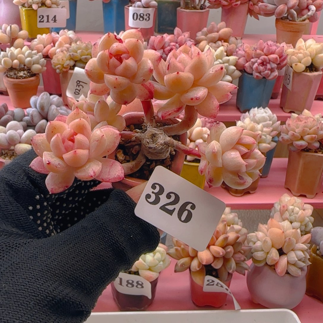 杂交326 ，带盆土发货，满38包邮非偏远。