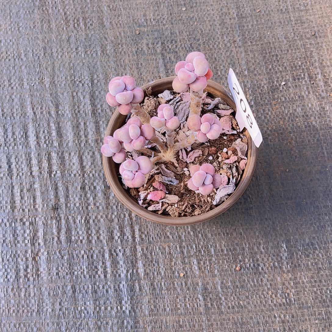 光****狂208桃蛋25。。。。。