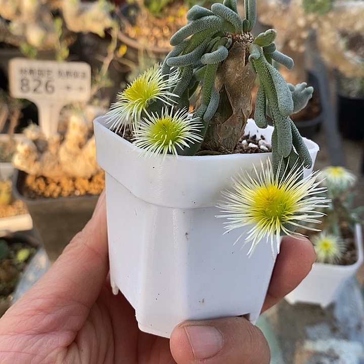 861淡清霜带盆一一一一