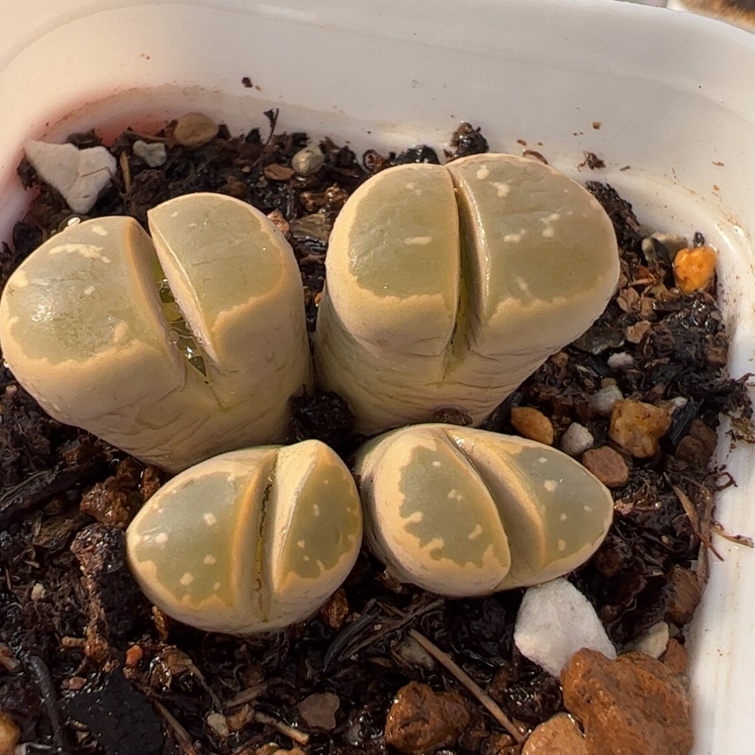 463多肉植物组合