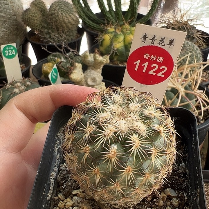 实生伊莎贝拉娇丽4cm