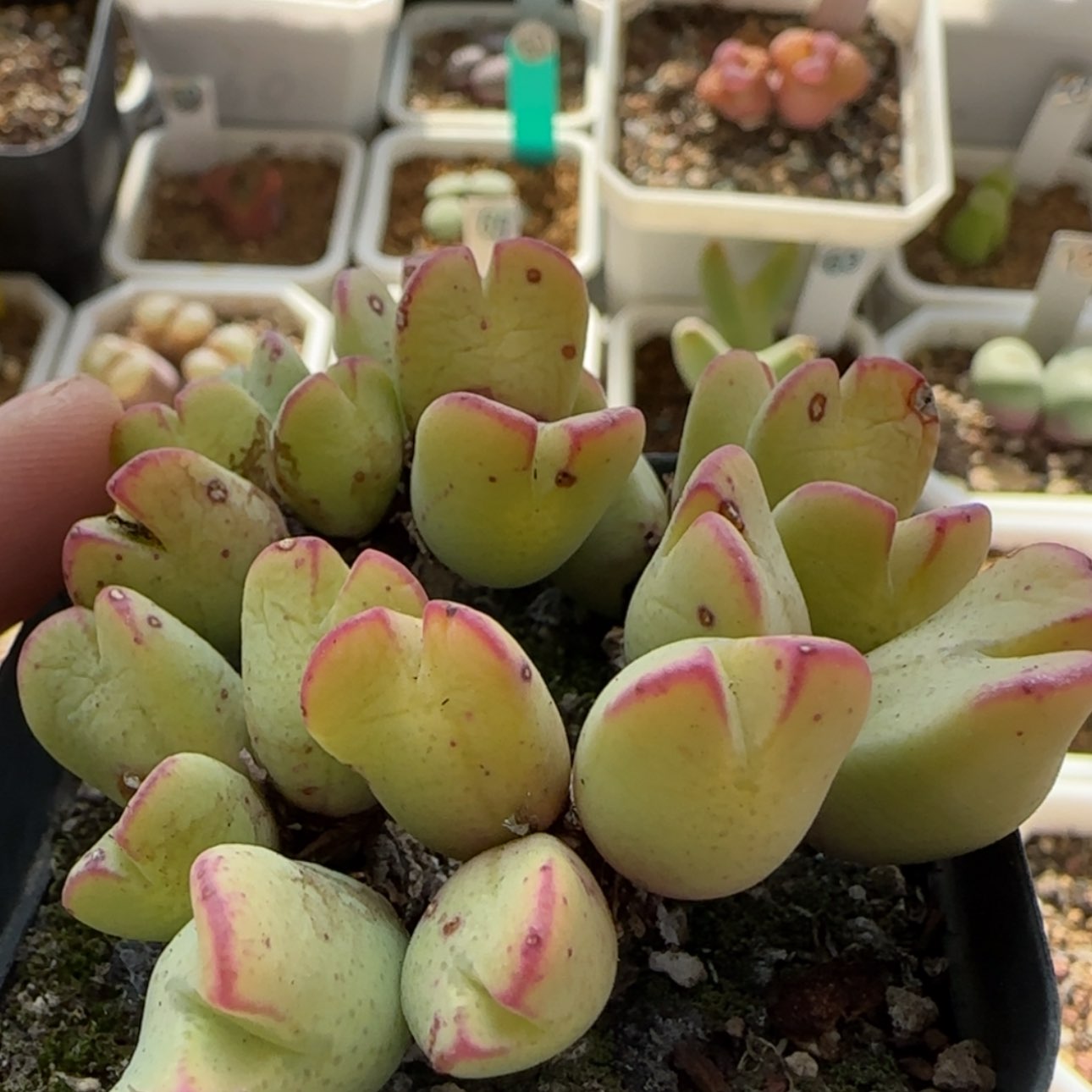 【闪购商品】8009       