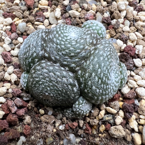 松露玉群生自根带盆仙人球多肉植物室内阳台防辐射好养盆栽