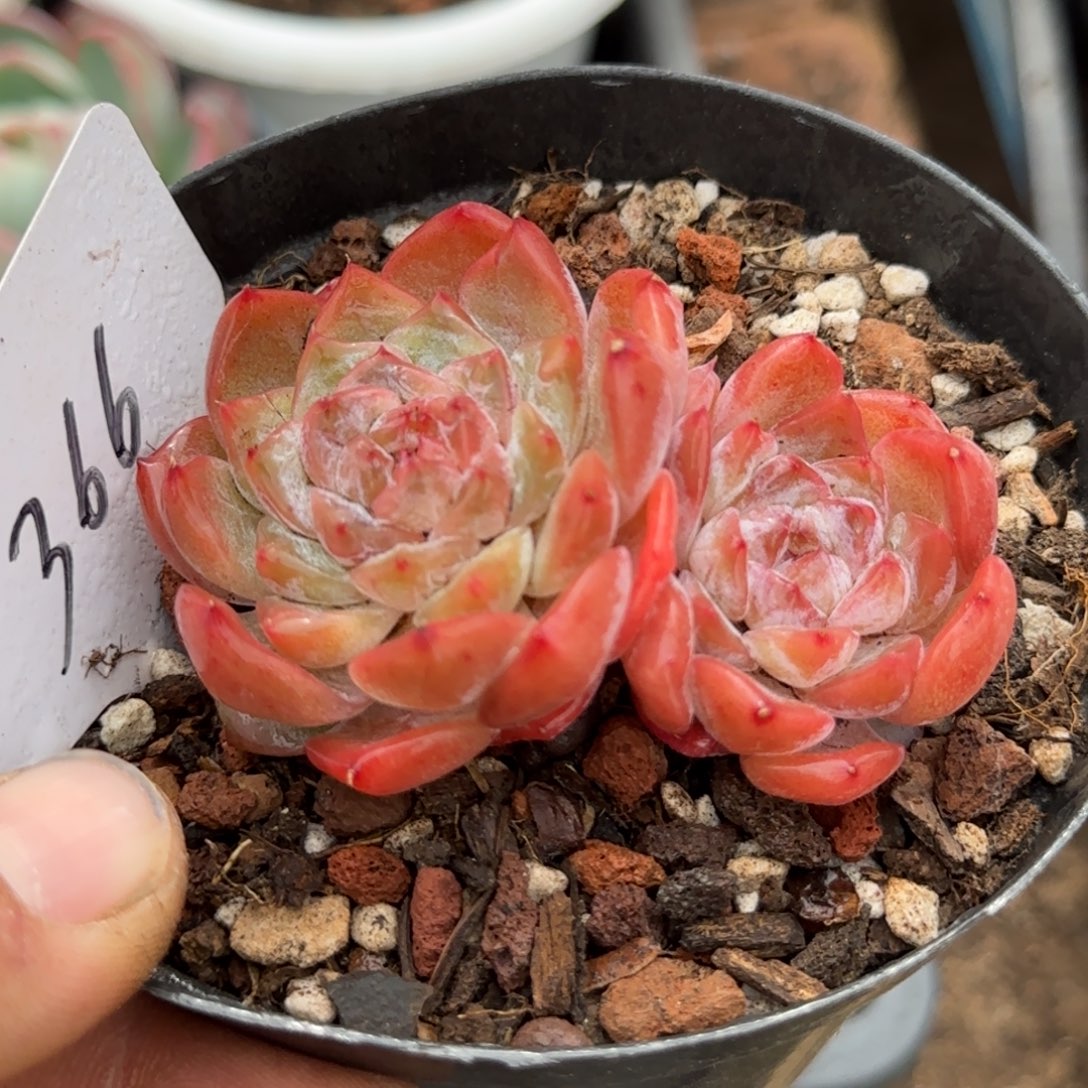 珍妮惊鸿一物一拍包装收缩花旱366