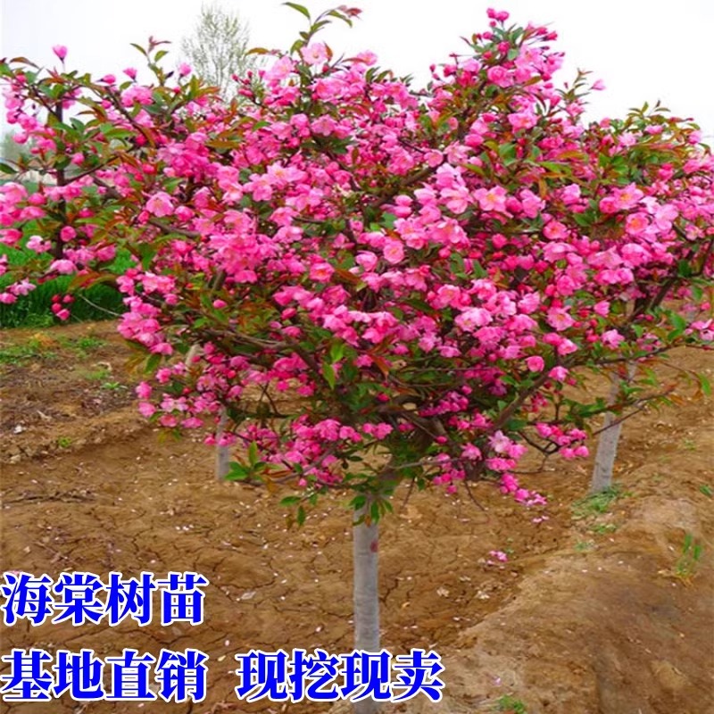 海棠树苗庭院地栽高杆西府海棠垂丝海棠北美海棠花耐寒植物绿化苗