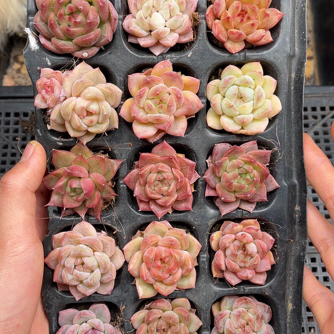 多肉一物一拍30-84