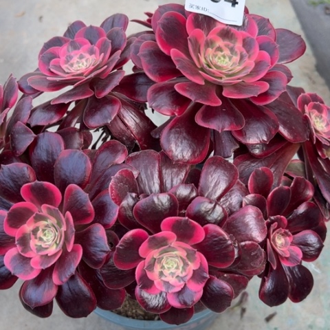 294凤冠有断枝处理