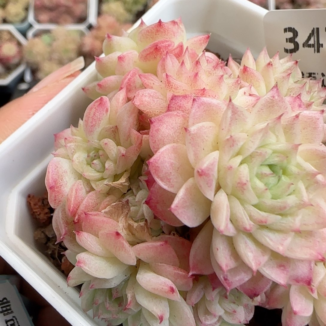 花语逸境0124-347麦秆散