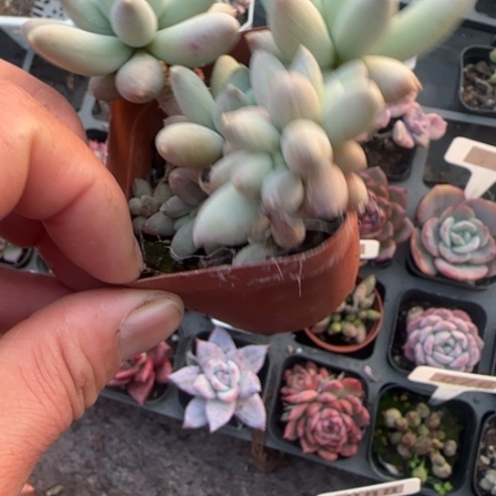 56奶酪杂多肉植物多