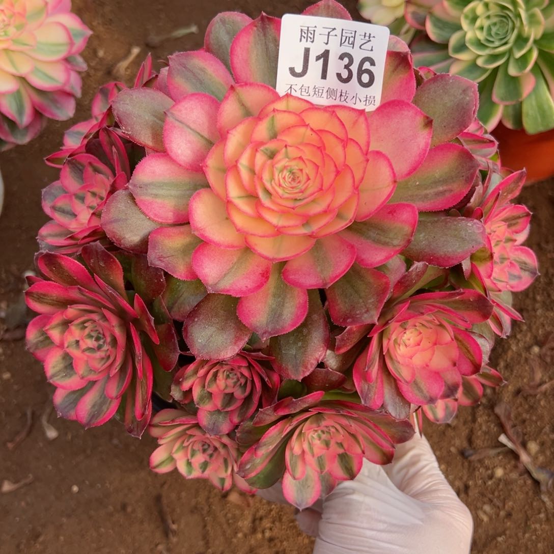 136荔枝尺寸20左右