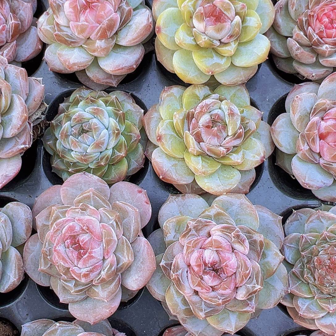 精品冰魄4颗19包邮