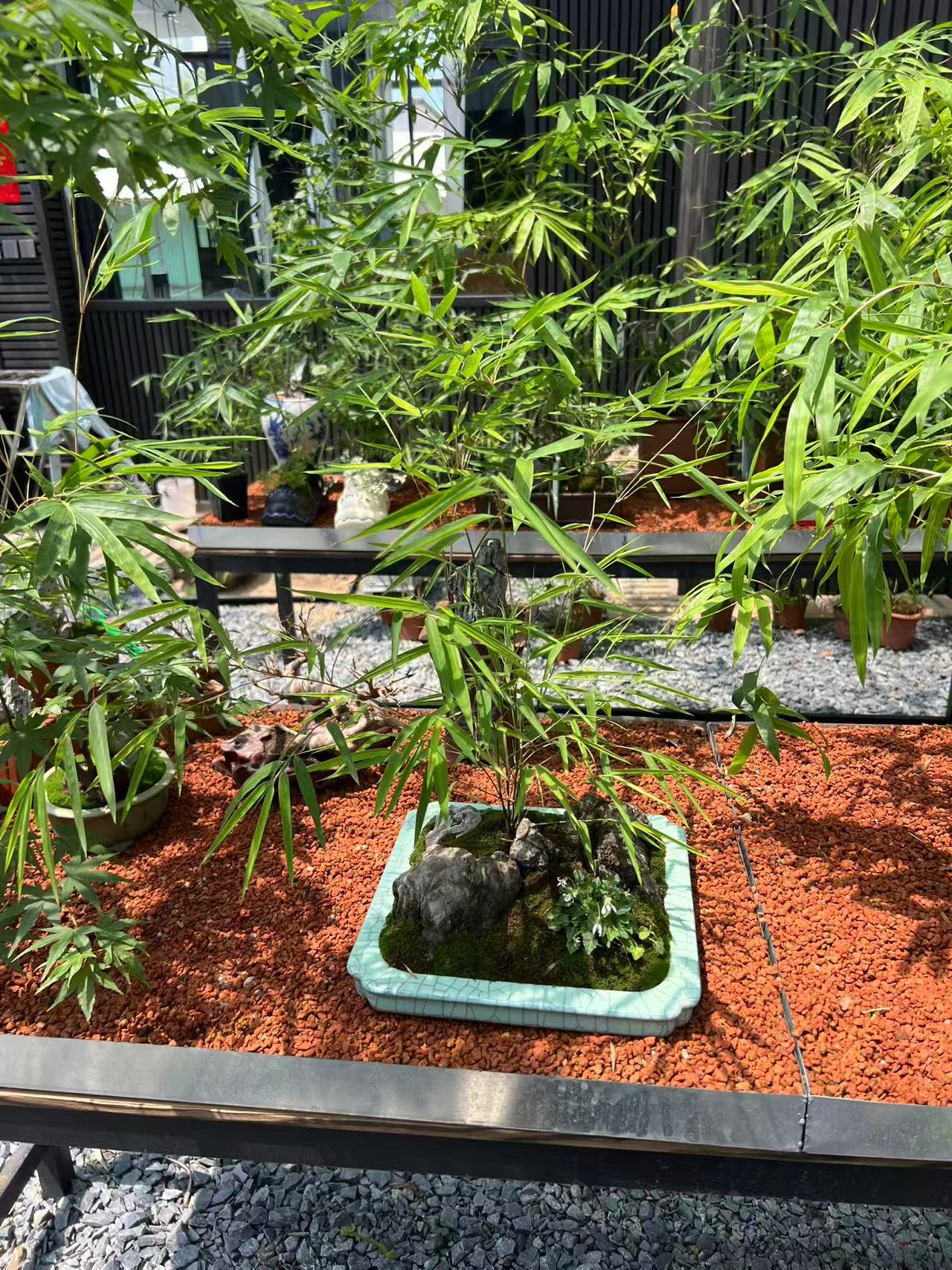红竹观音竹客厅茶室电视柜桌面摆禅意好养易活