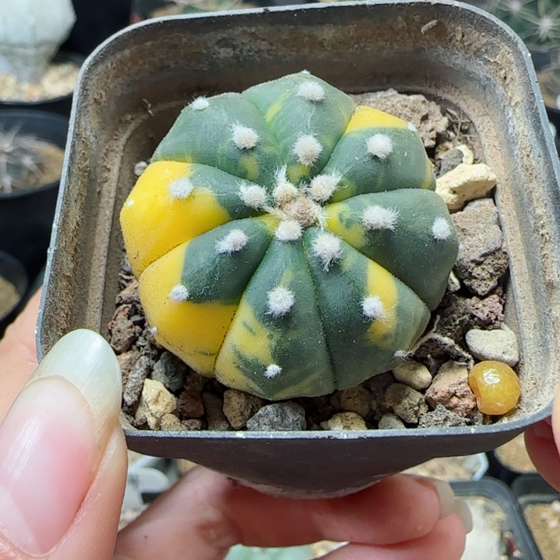 156实生兜锦多肉