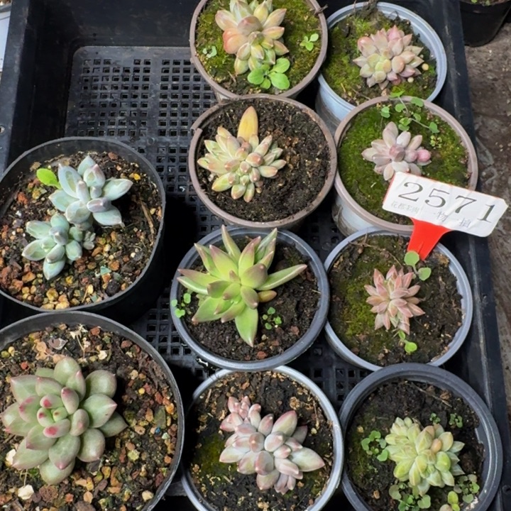 2571多肉植物一物一拍