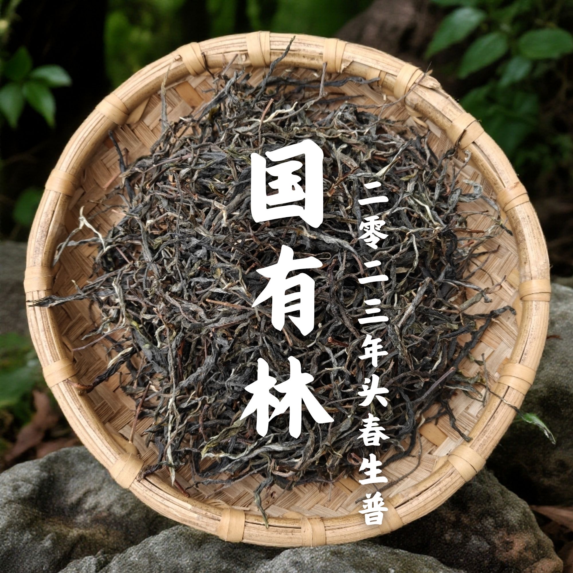 【支书优选】2023年 邦旭 国有林 头春普洱生茶散茶