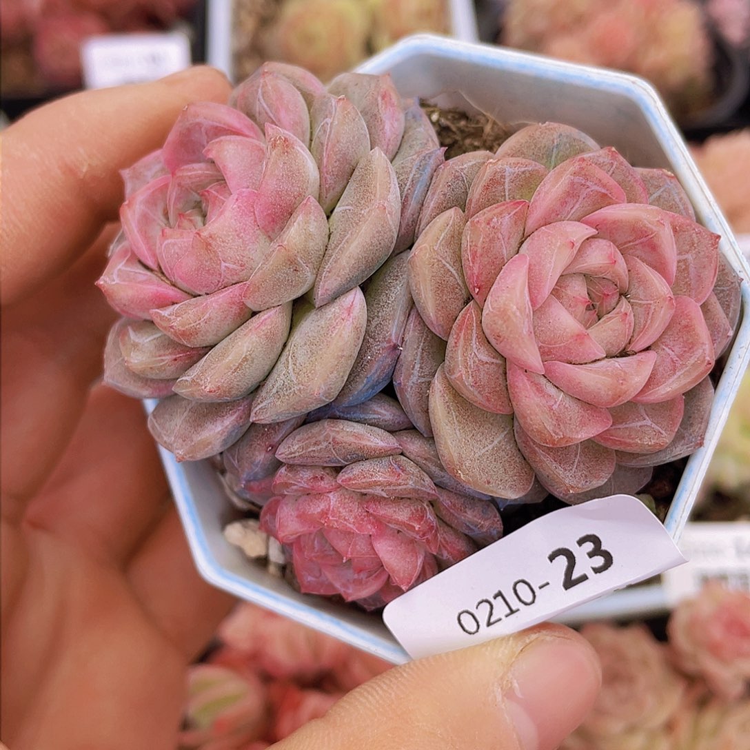 00000000000023量拍