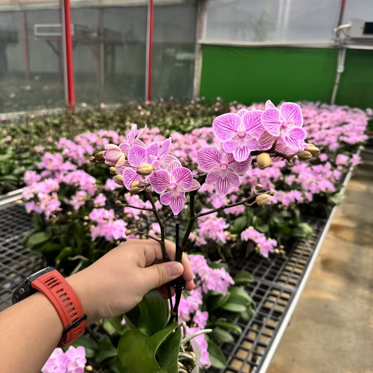 精选蝴蝶兰[樱花]带线条粉紫色系小花 室内花卉绿植 基地直发.