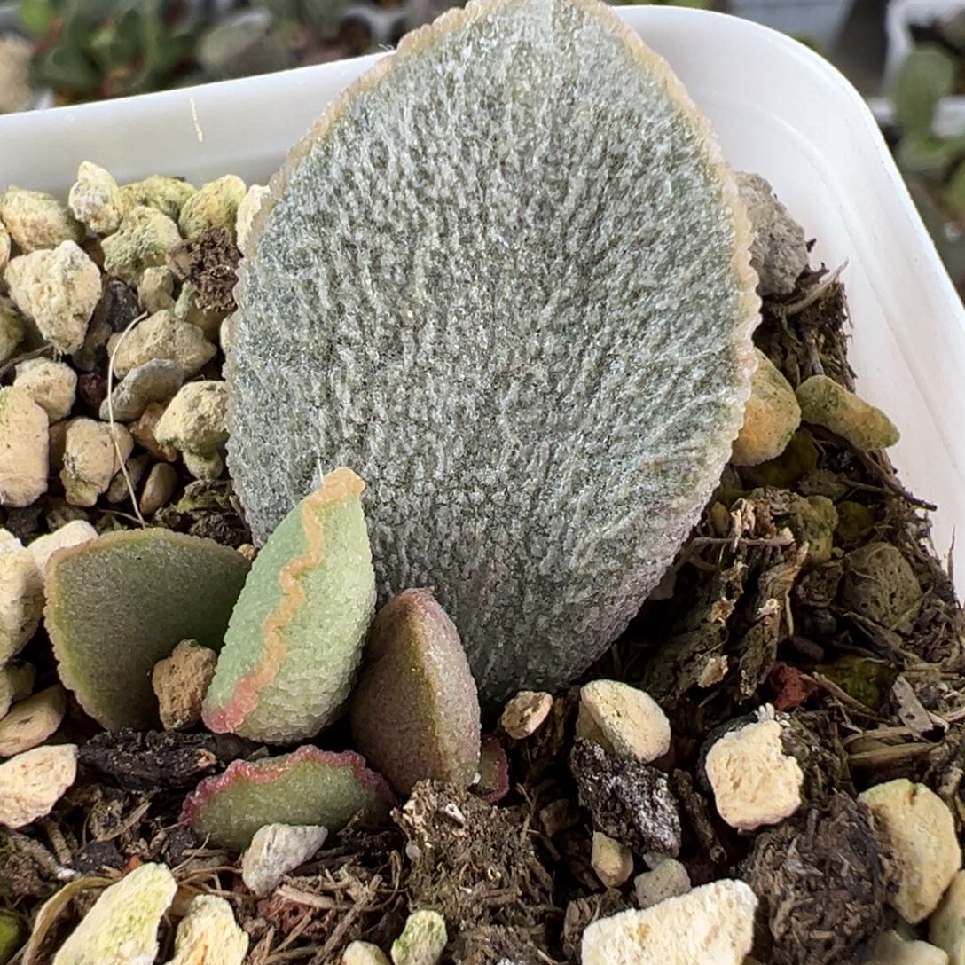 凤羽大苗多肉植物水泡