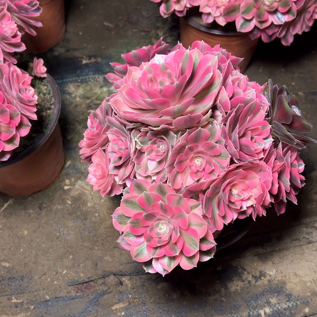 157多肉多肉多肉多肉多肉多肉