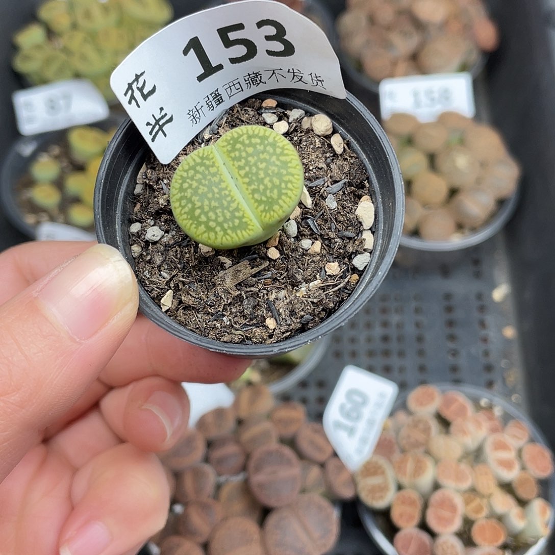 153000000花花花花花花花