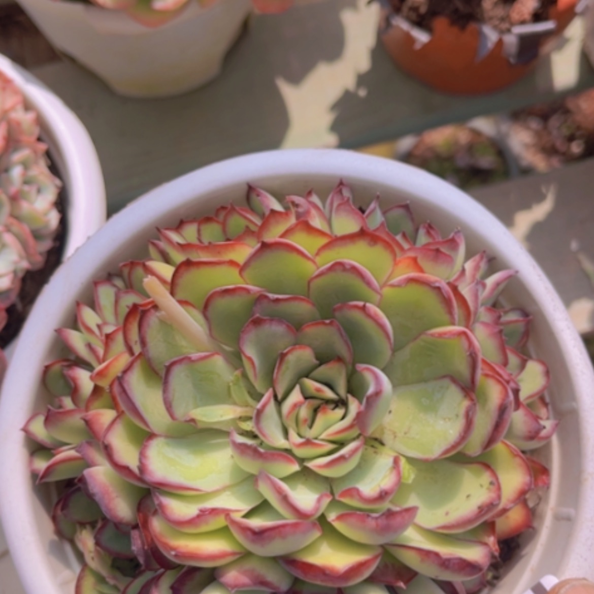 【闪购商品】灵隐03192