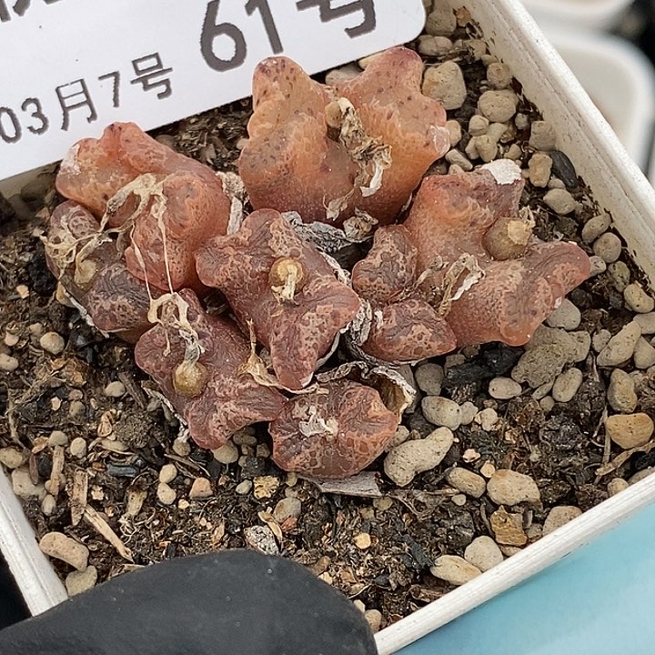 婉*＊桃喜花园0307-61勋章