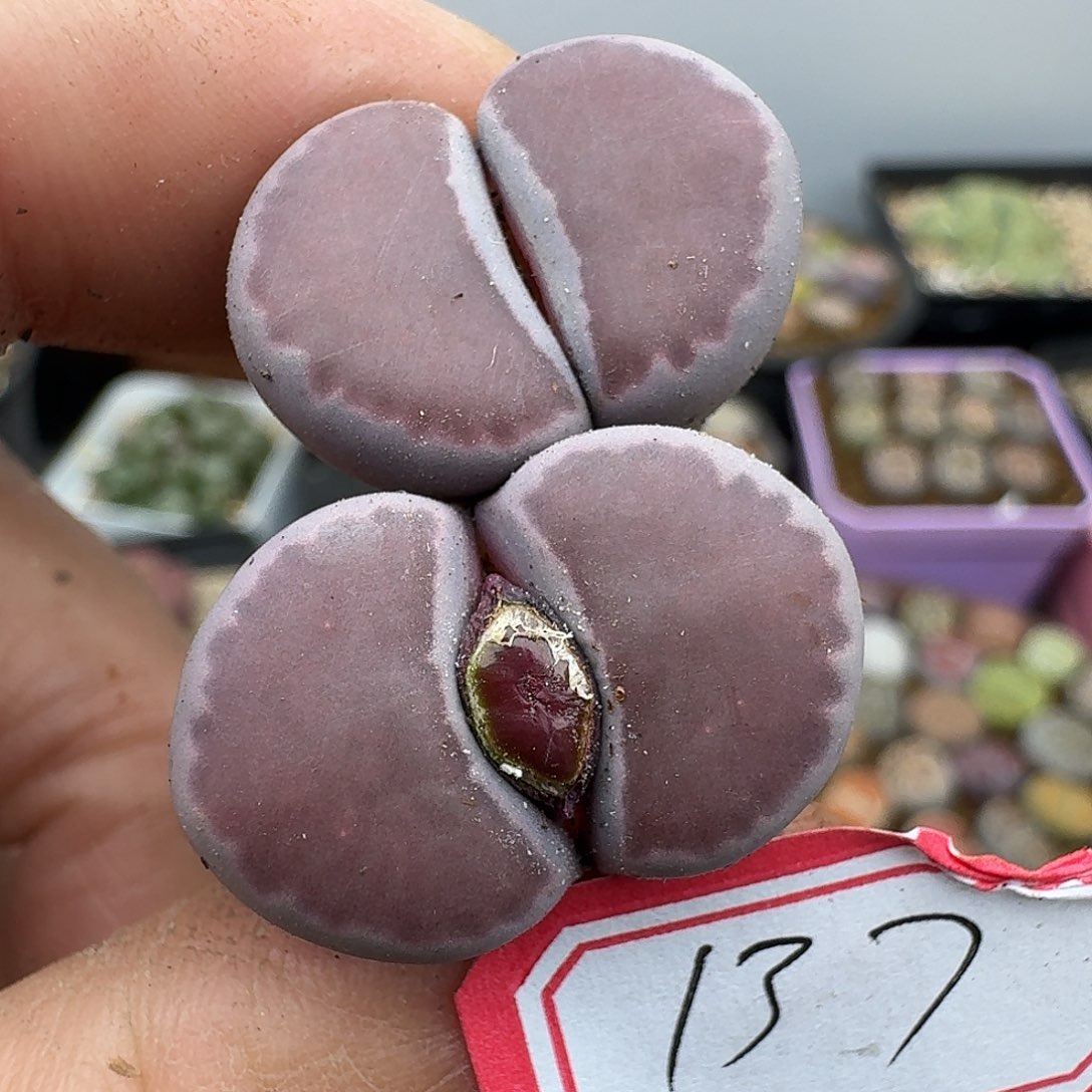 137双头紫福来哈哈哈哈哈哈