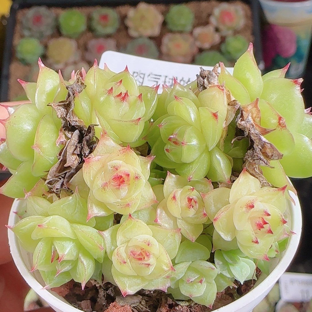 1027-22麦秆优选不包整