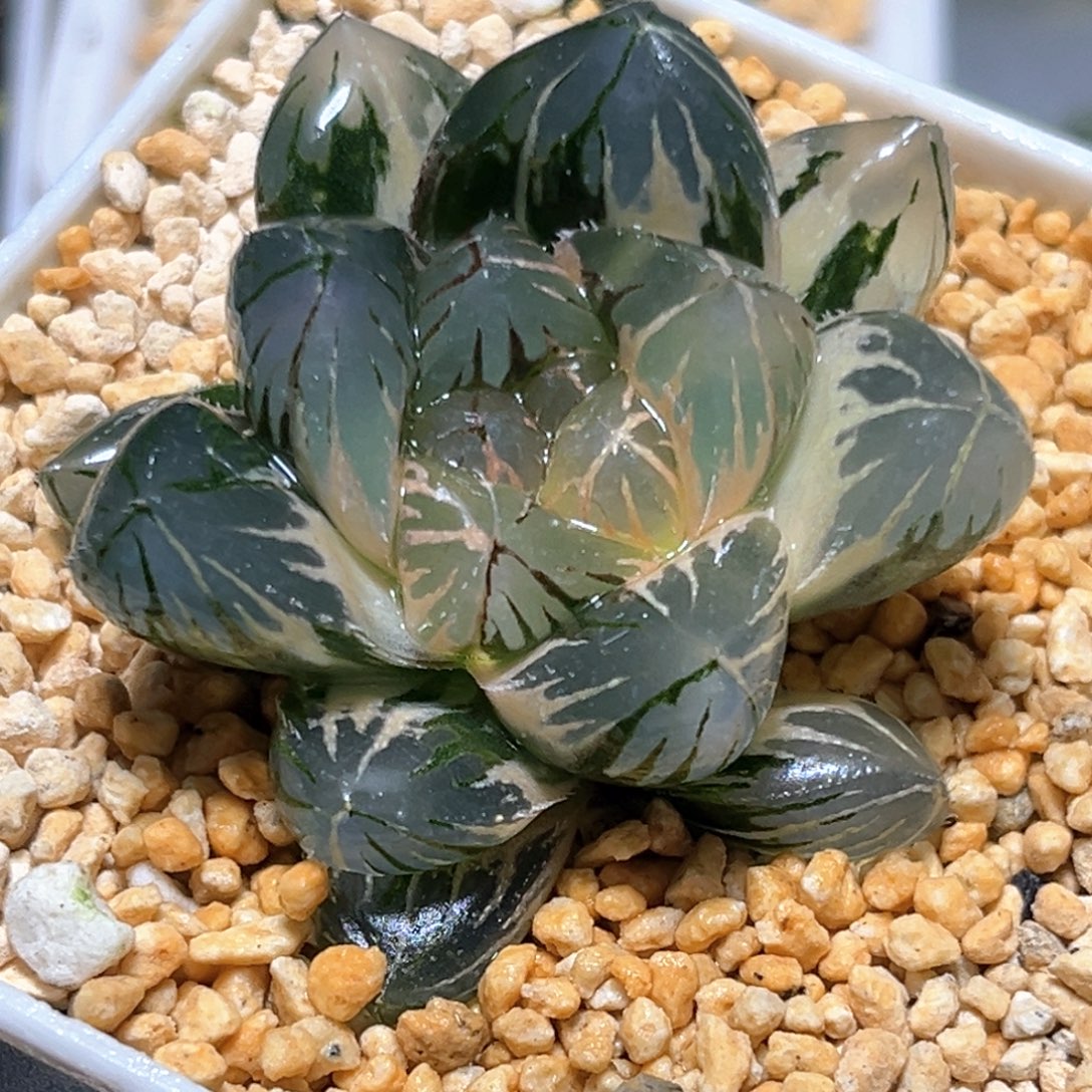 恭喜发财大吉大利0686