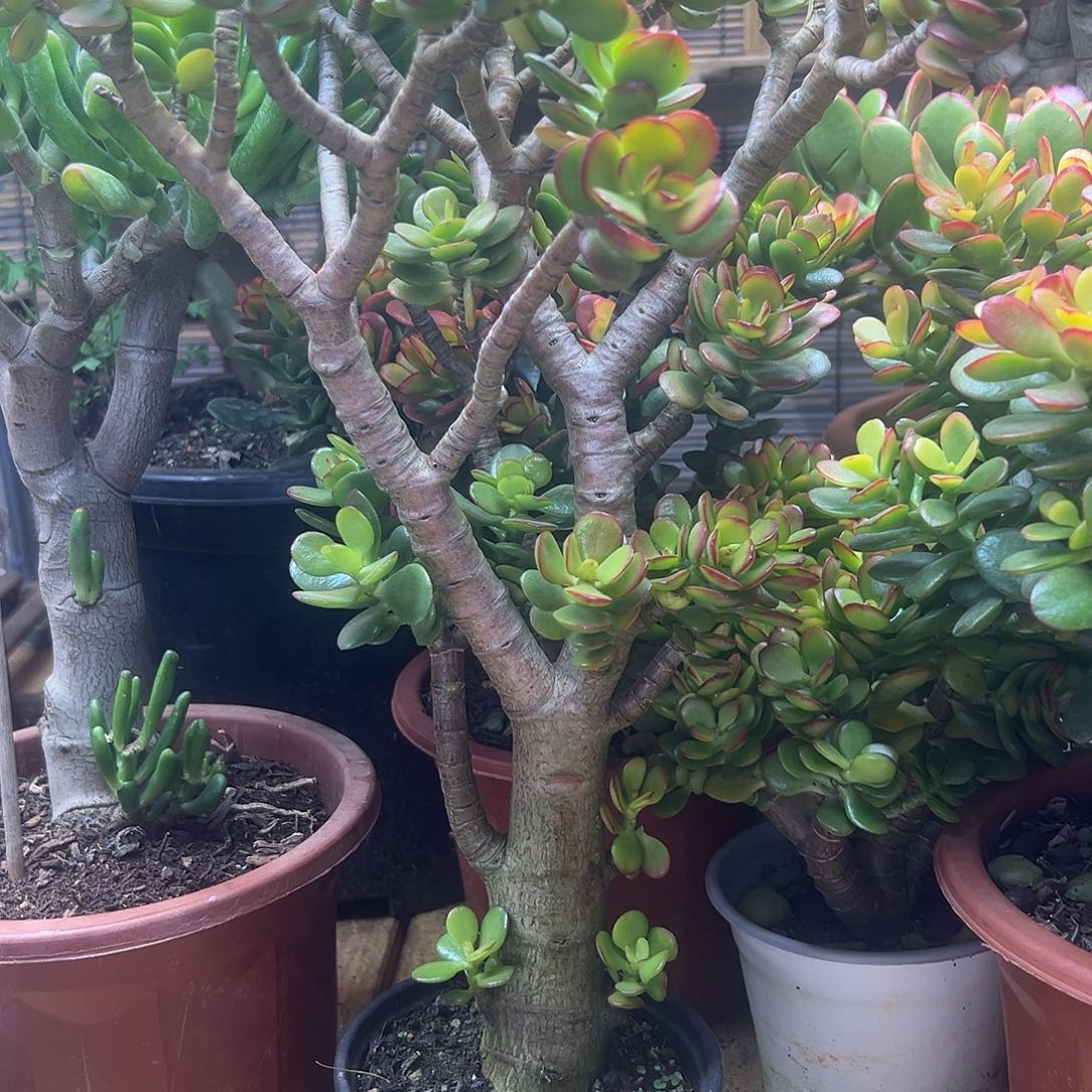 完全开放老桩摇钱树 一物一拍