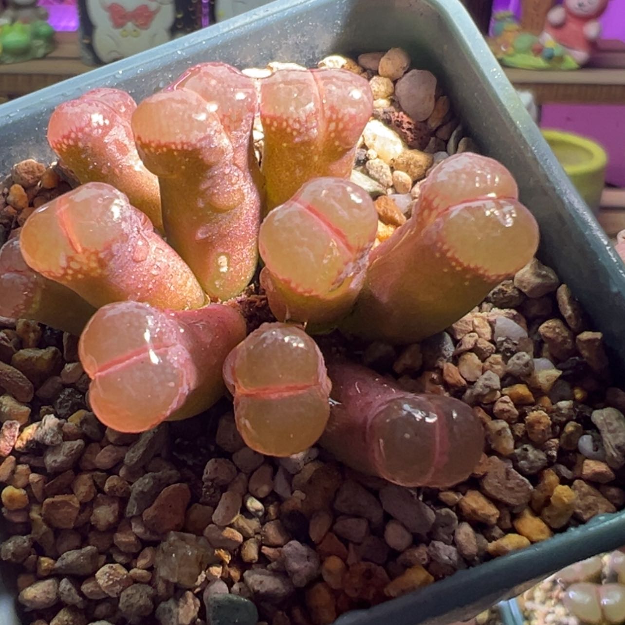 【闪购商品】10头八折优惠