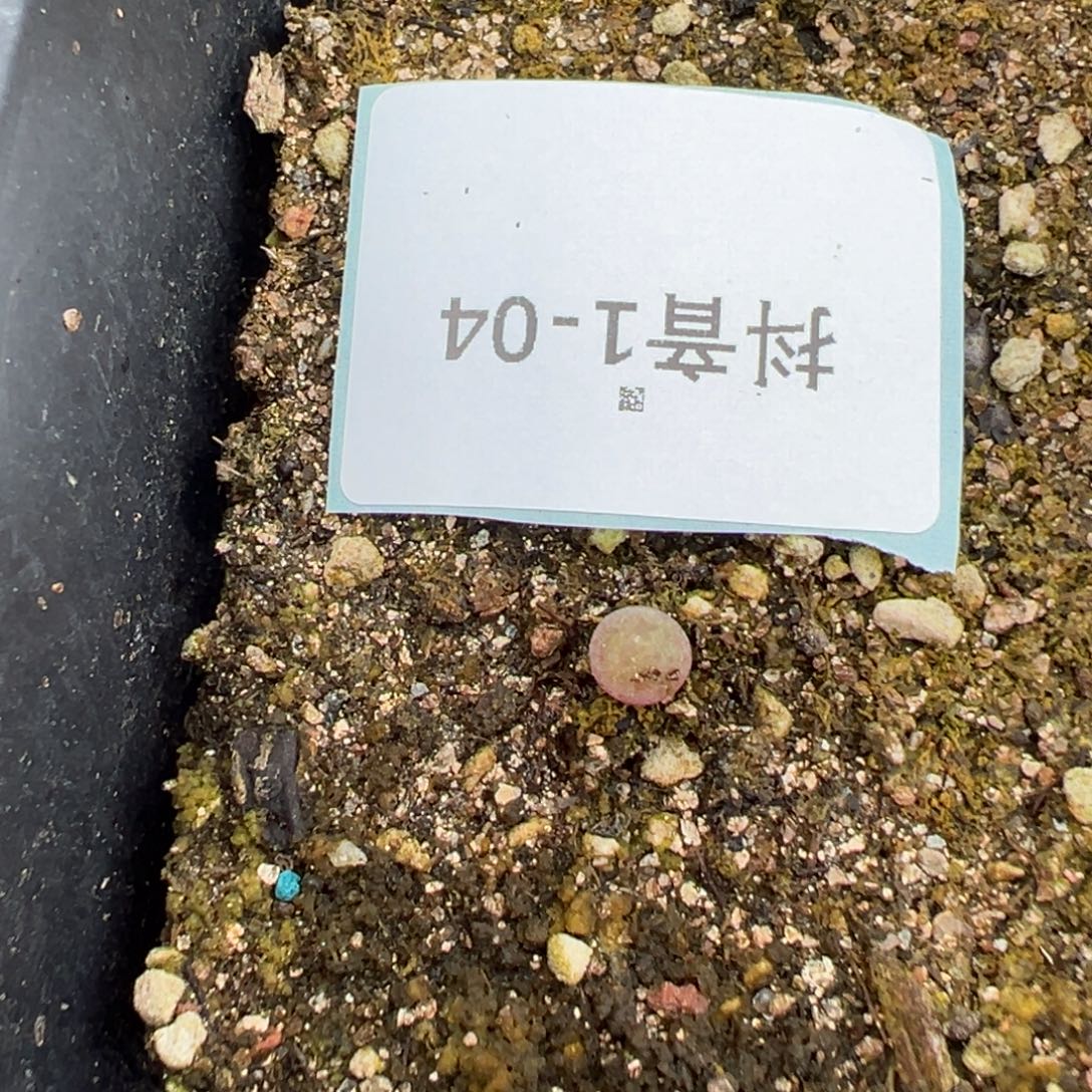 1-04量拍肉锥一颗