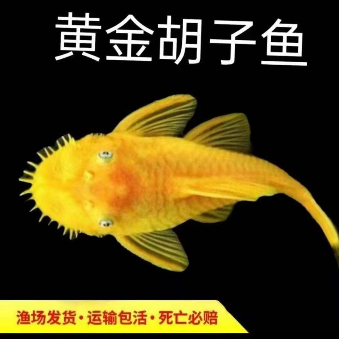 【入缸不包损】黄金胡子鱼红眼蓝眼黄金胡子鱼异形胡子鱼清洁鱼缸