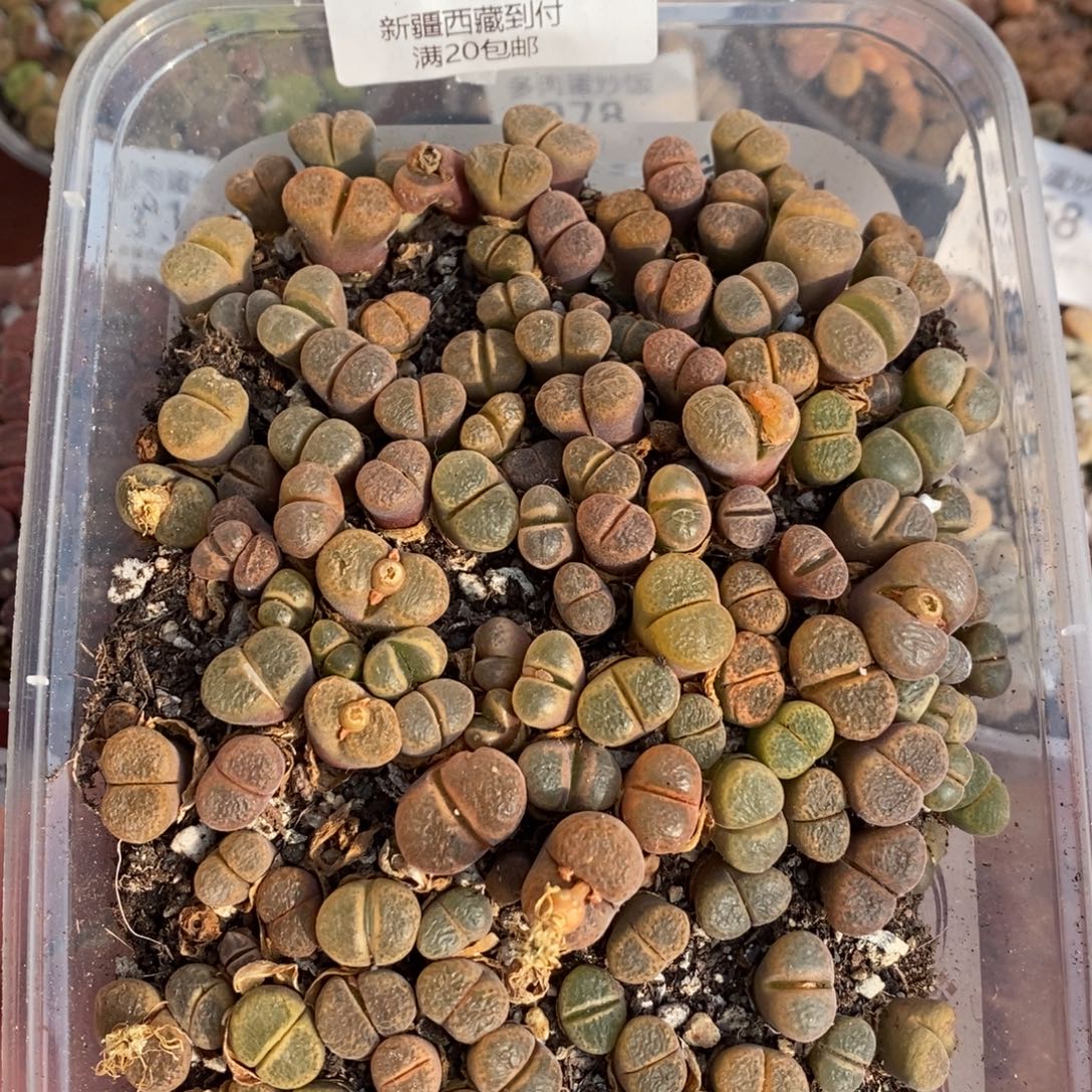 感谢您的支持，00283