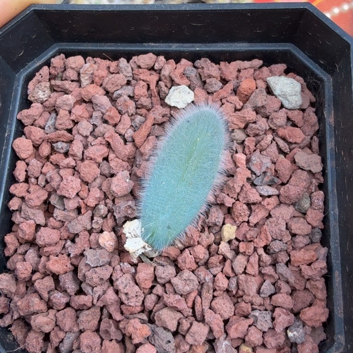 毛叶石蒜（满28包邮）