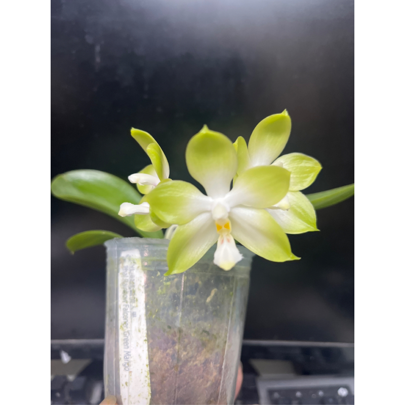 2.5杯YL冰镇情人果清新色带香蝴蝶兰室内绿植花卉