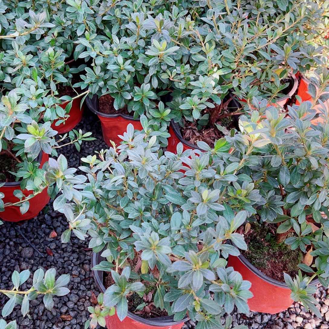 无花朵盆景皋月杜鹃若惠比须