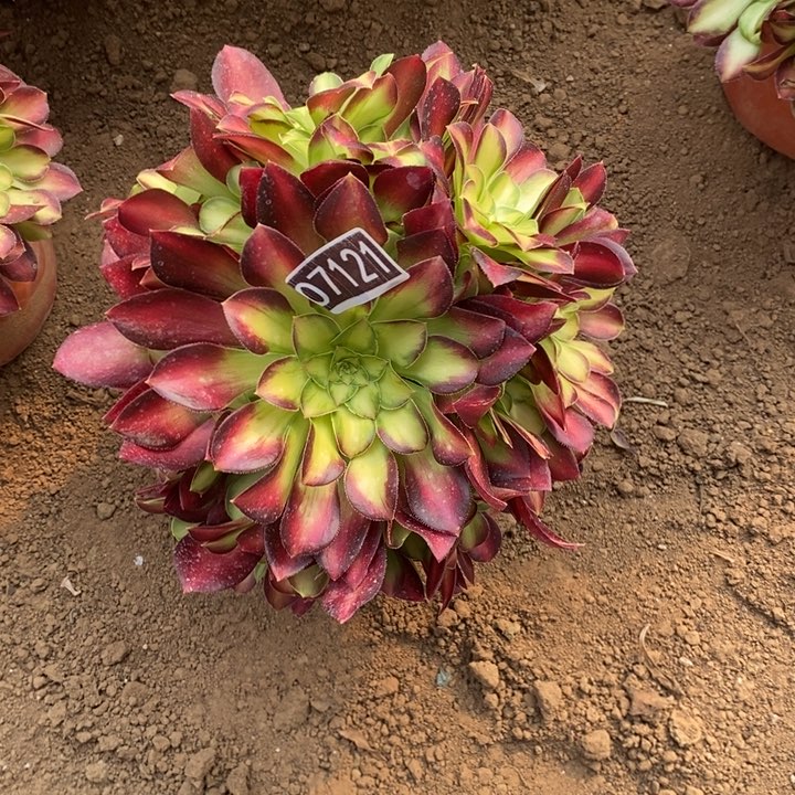 韶华多肉法师07121