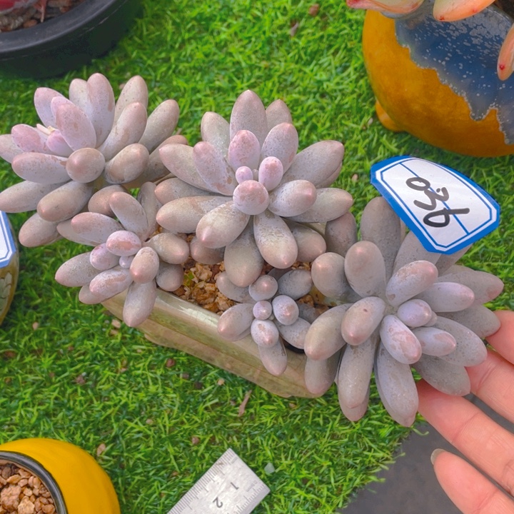 谢谢你的支持00000036