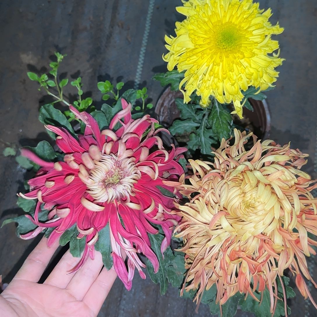 全部花朵Q88888888