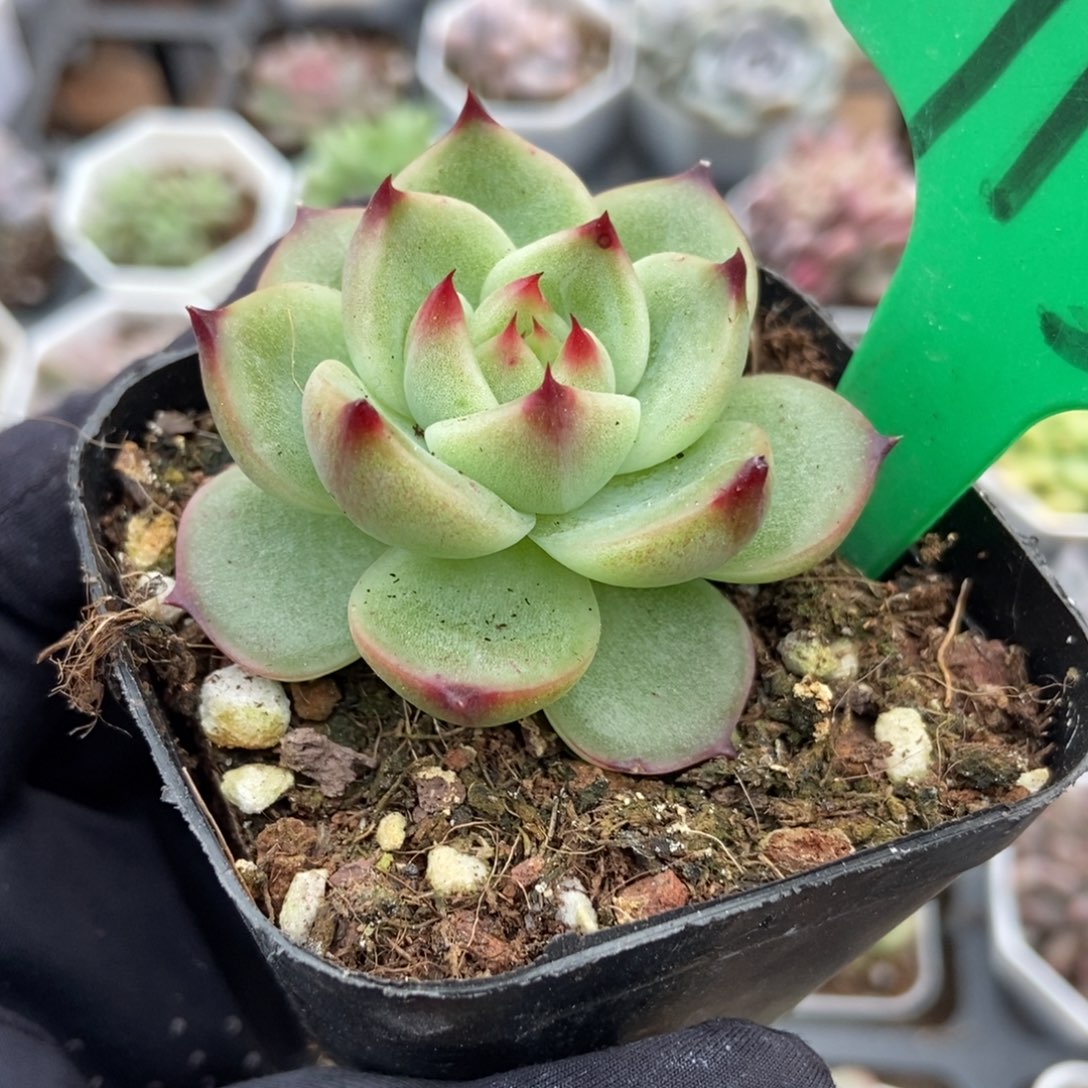 913蓝龙多肉植物多肉