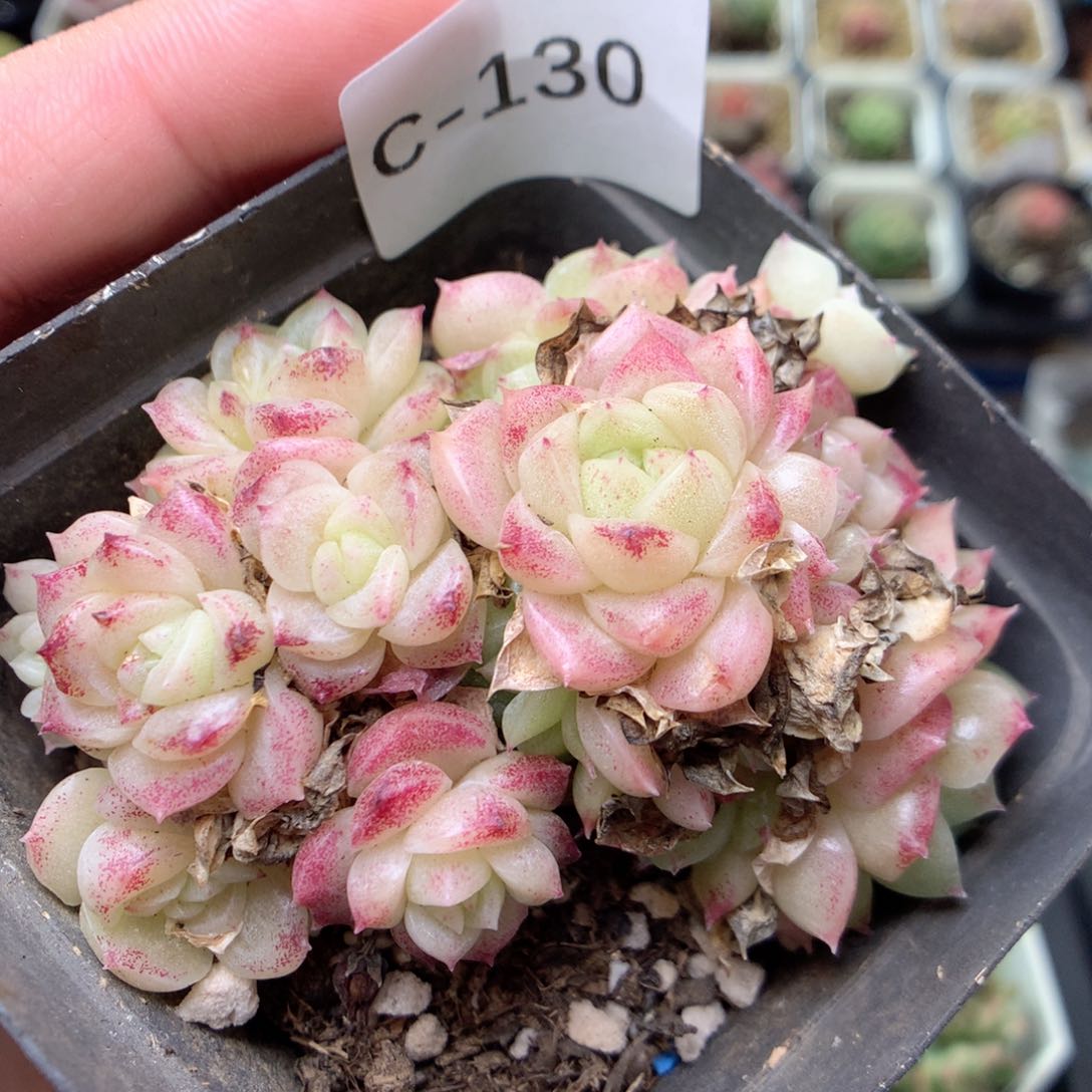 C130香特c两群y y y y y y y