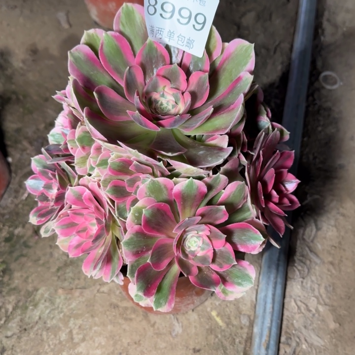 8999女郎的植物多肉