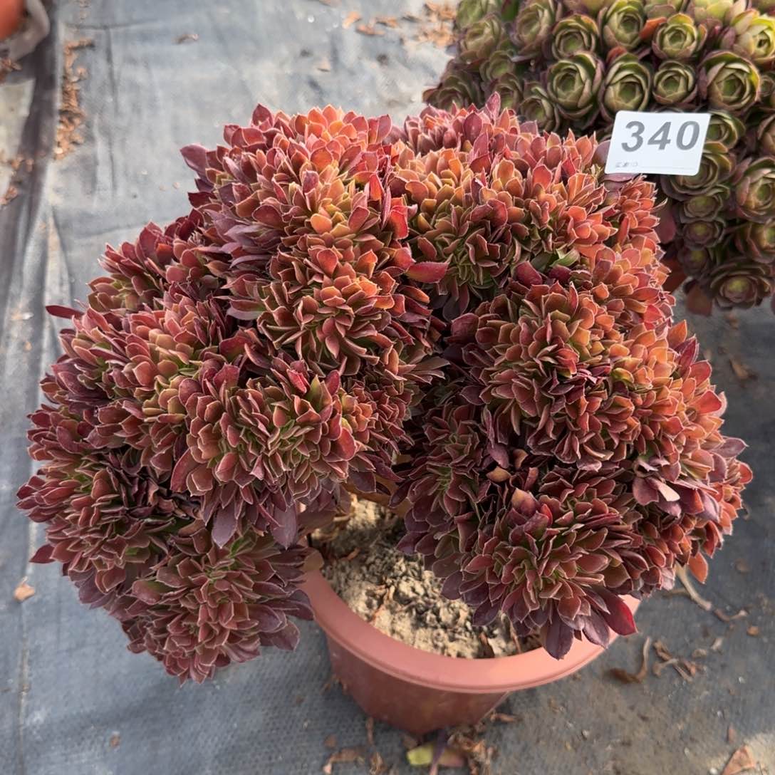 一**月340多肉植物玫瑰缀